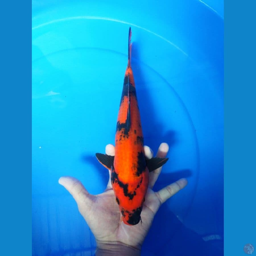 hiutsuri 31 cm