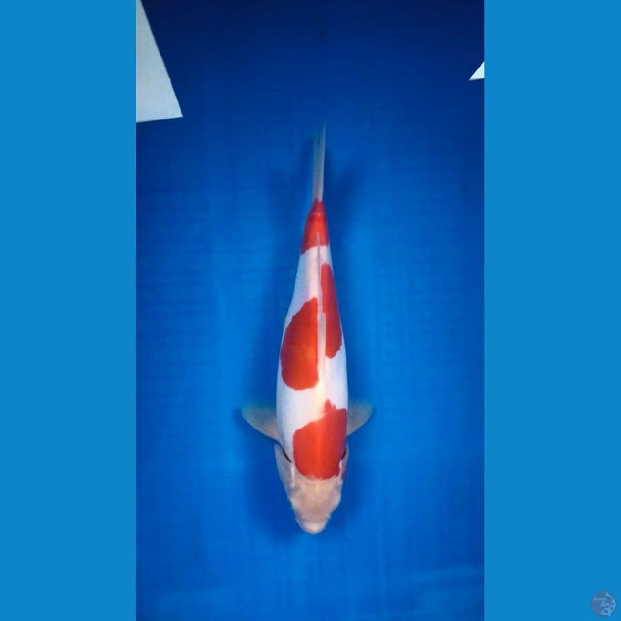 KOHAKU DOITSU