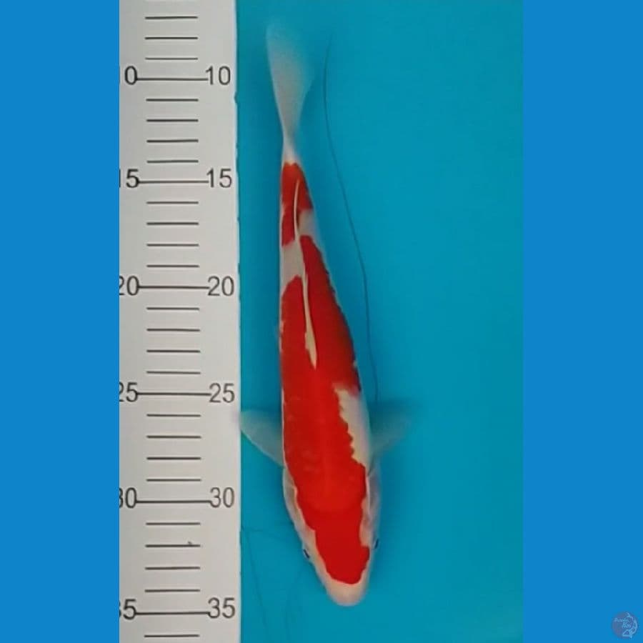 Kohaku inazuma original