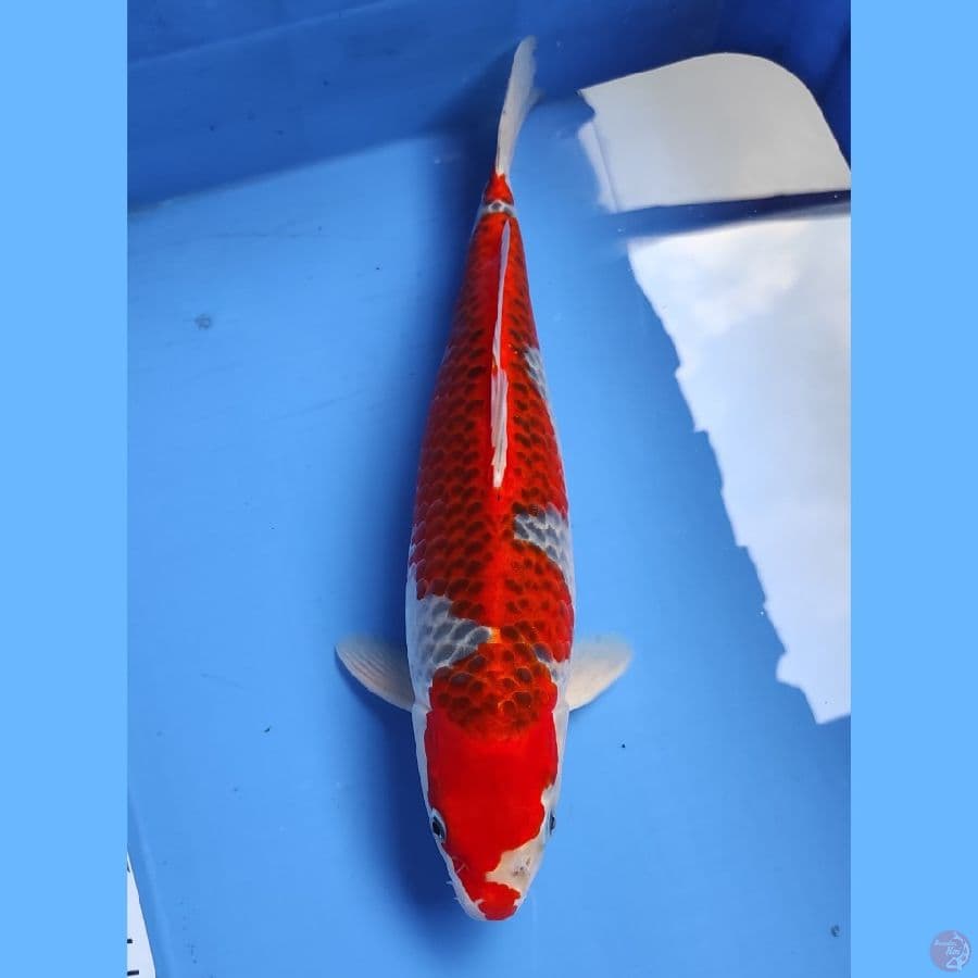 Ghosiki Inazuma Ori 37CM