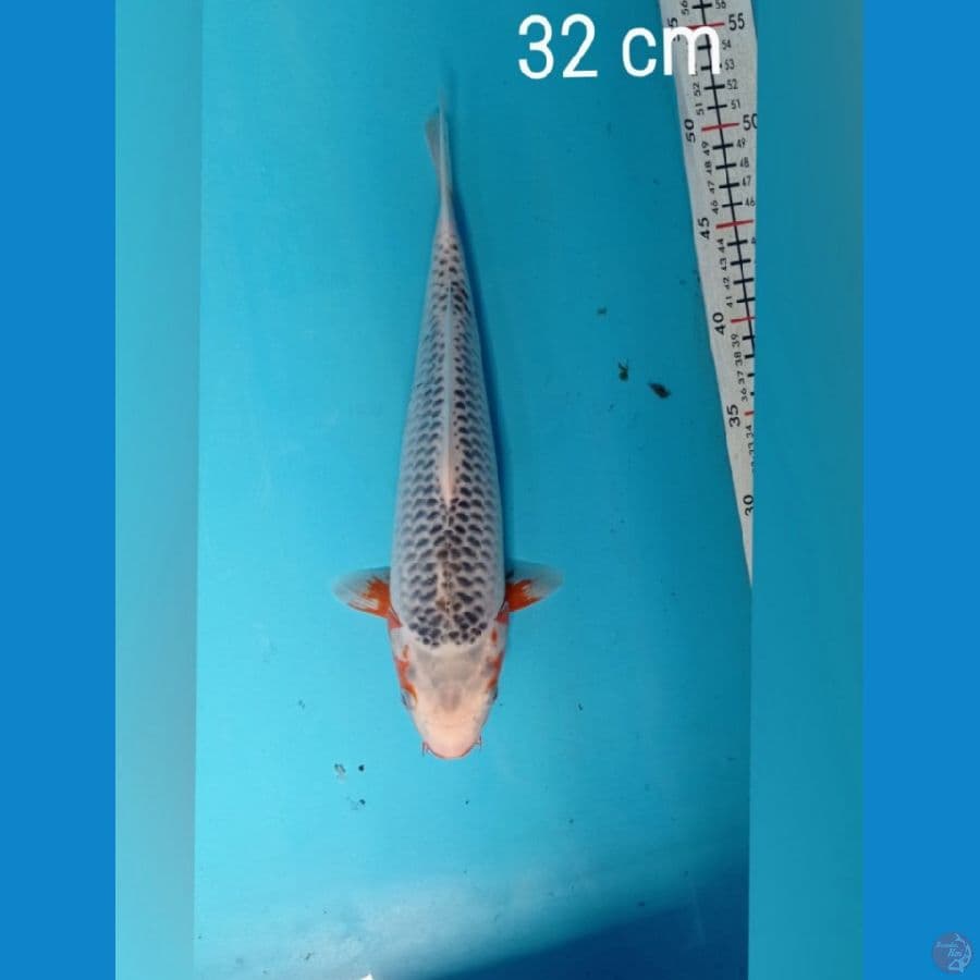 asagi 30 cm