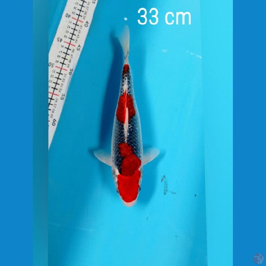 gosiki strong original 33cm