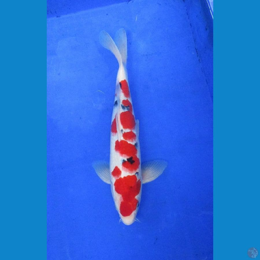 sakura sanke ±34cm jantan