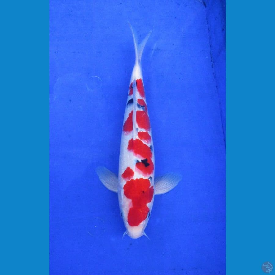 sakura sanke ±34cm jantan