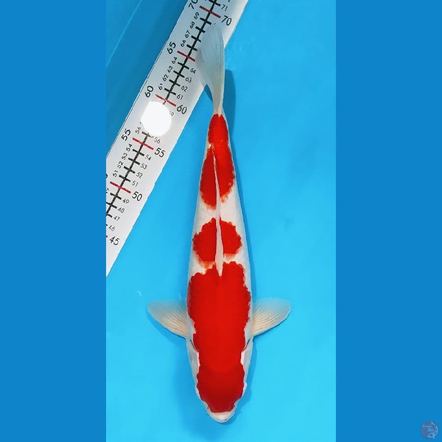 kuhaku 37cm/male