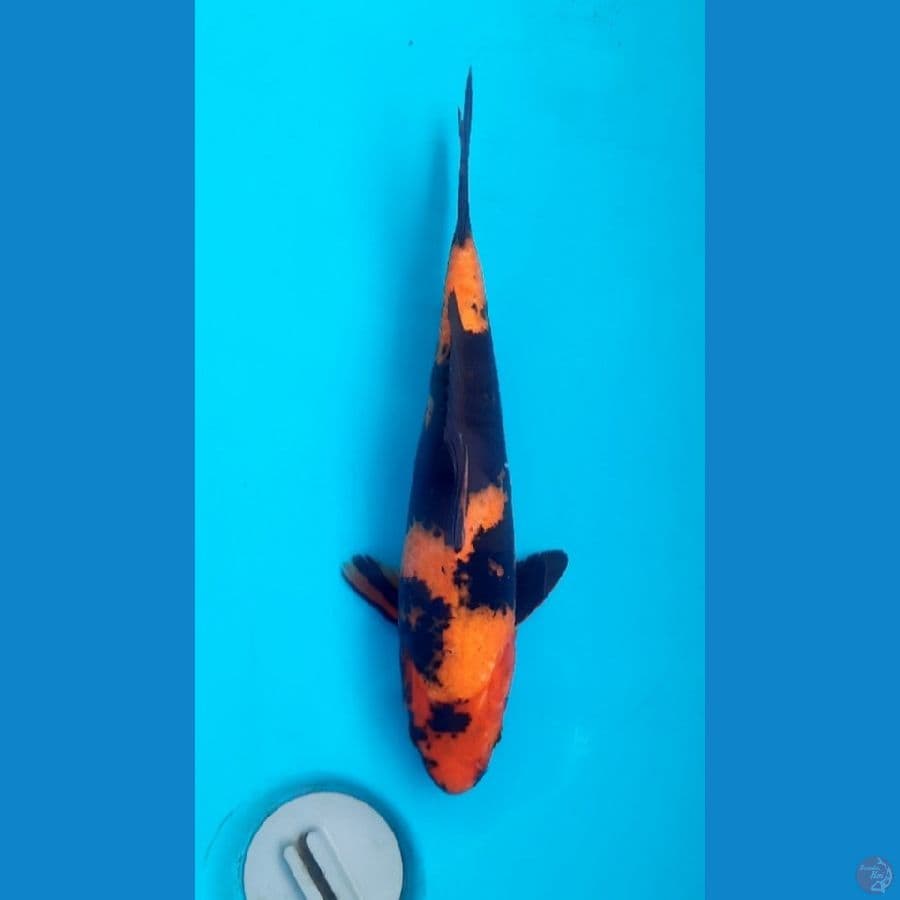Hi utsuri 30cm female