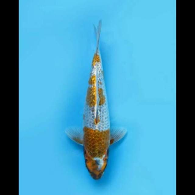 28cm Male Tosai - F1 Ochiba Full Ginrin