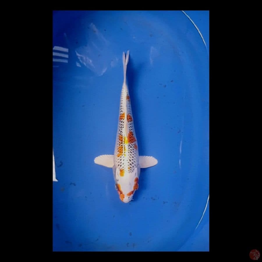 kujaku 28 cm