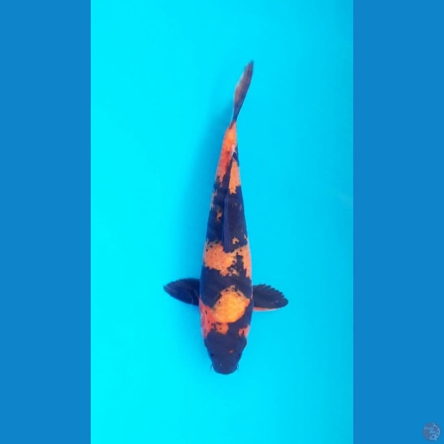 Utsuri 29cm Male