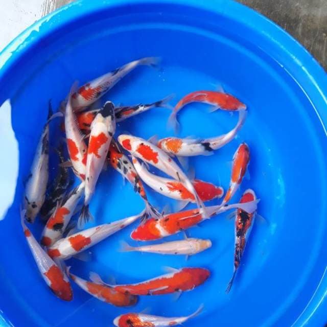 Mix siap di besarkan