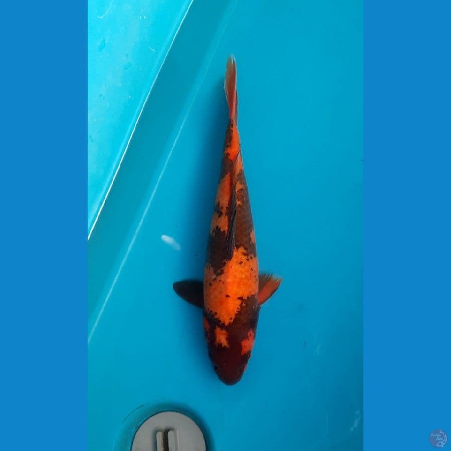Hi utsuri 31cm Male