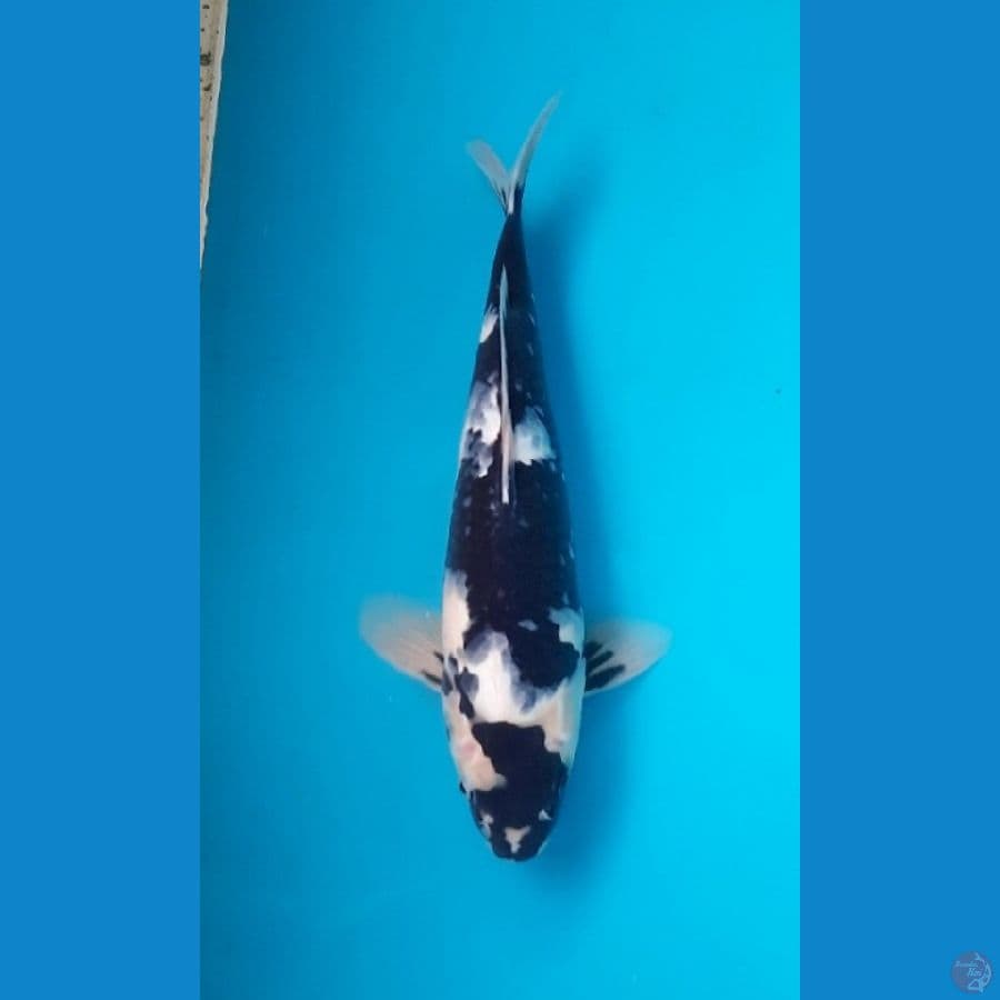 Shiro 31cm Female