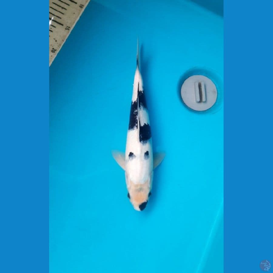 Shiro 28cm Male
