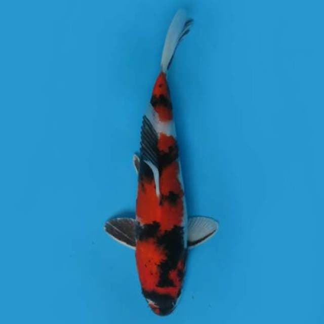 27cm Male Tosai - Gin Showa Hq