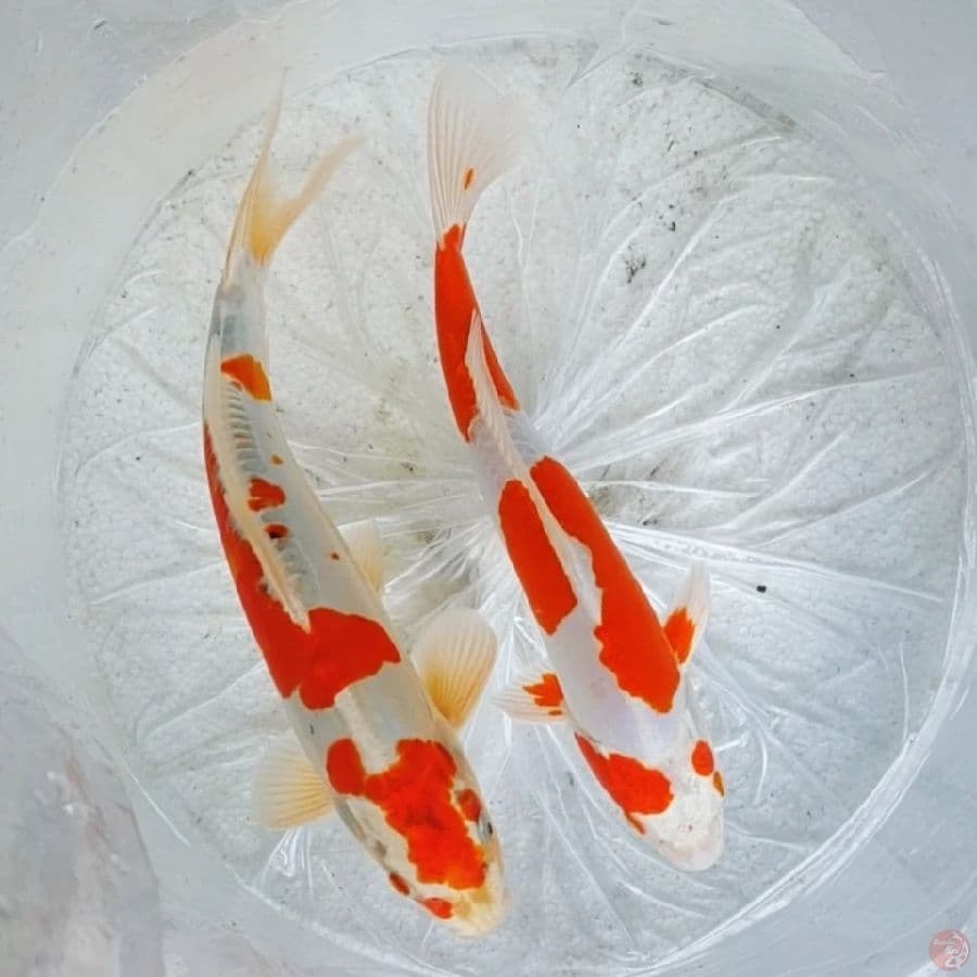 hikariMoyomono 33 - 35