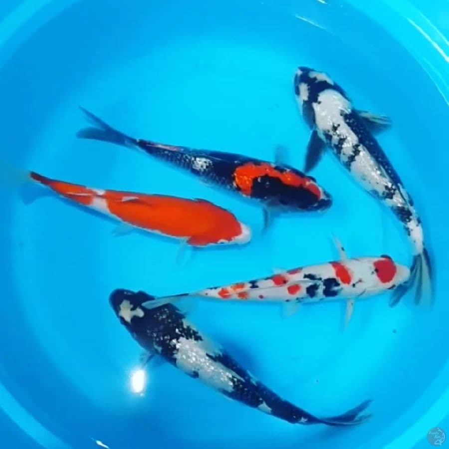 mix koi 25 - 30