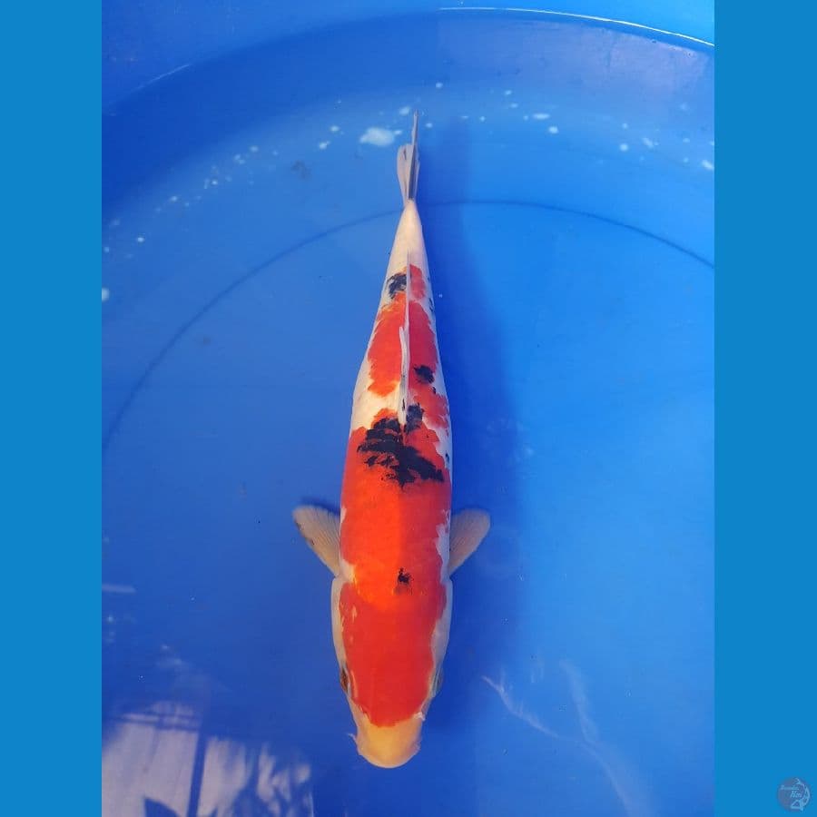 SANKE 35 CM