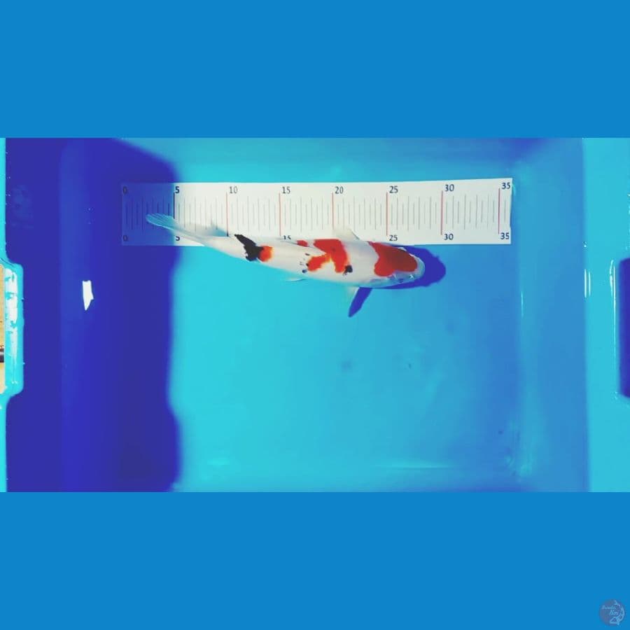 sangke 27 male