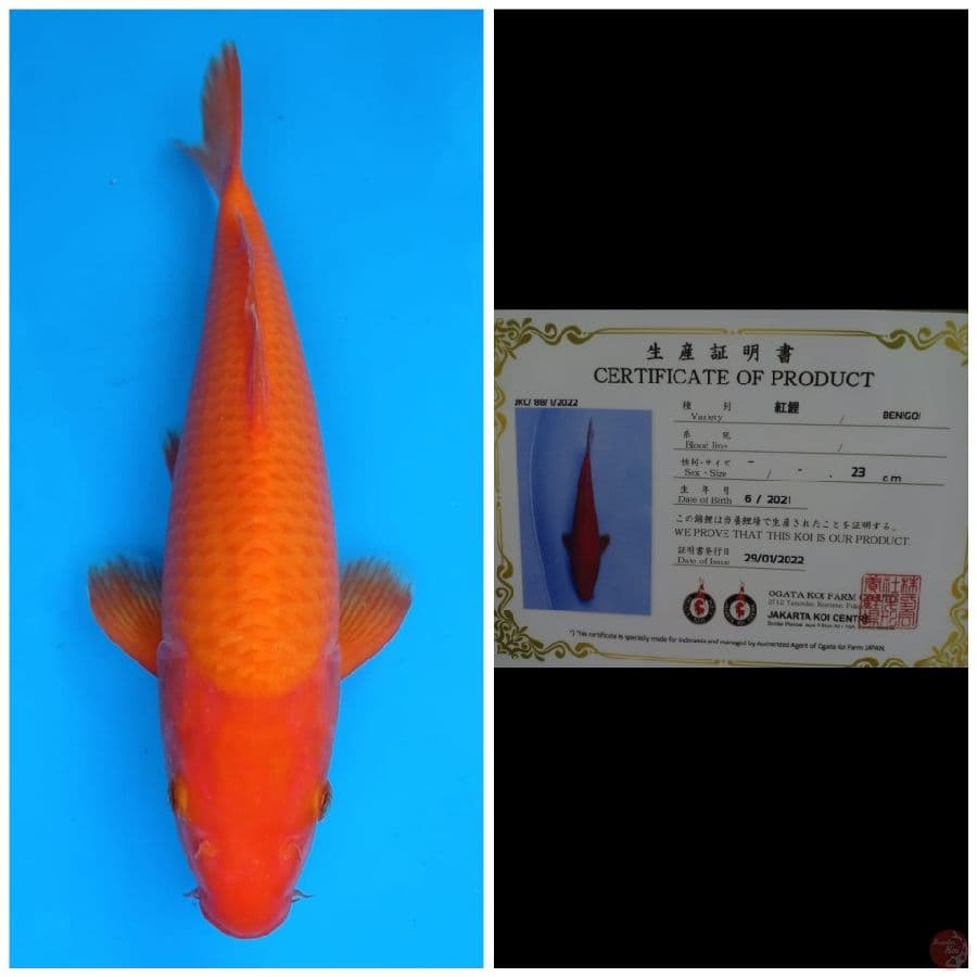 Ogata Benigoi