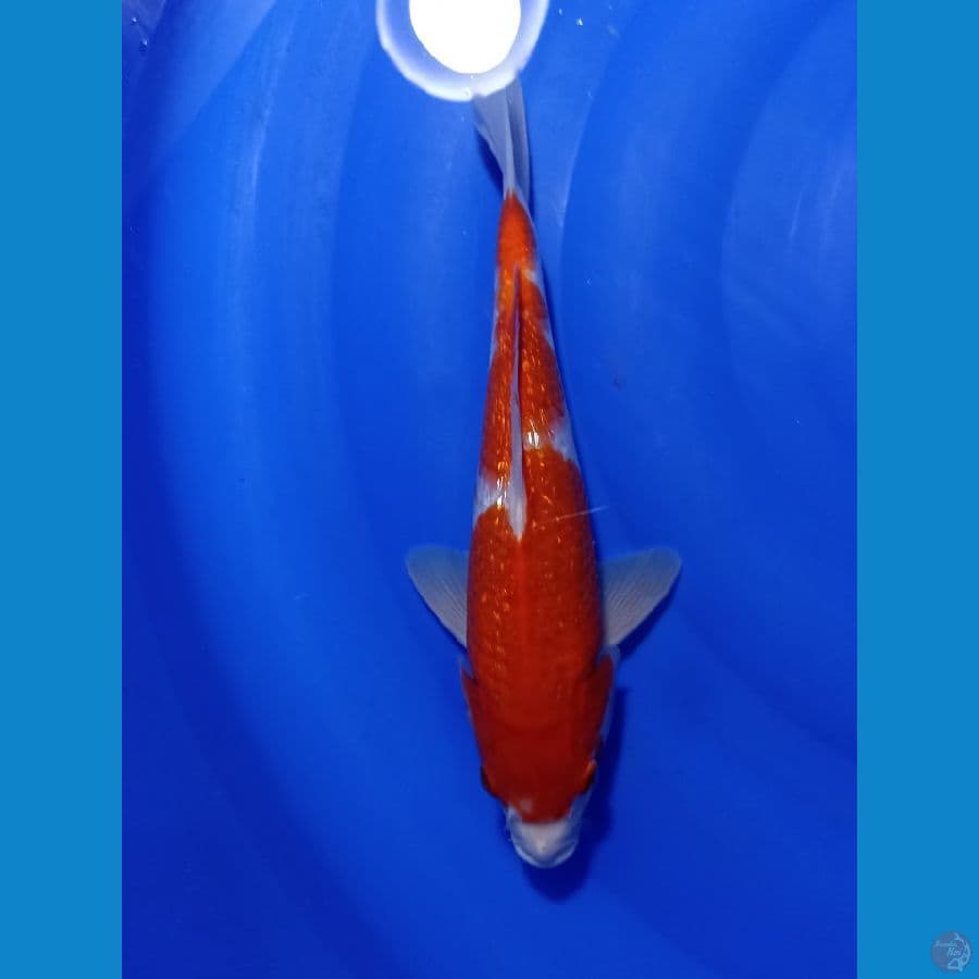 KOHAKU GINDRIN 26 CM