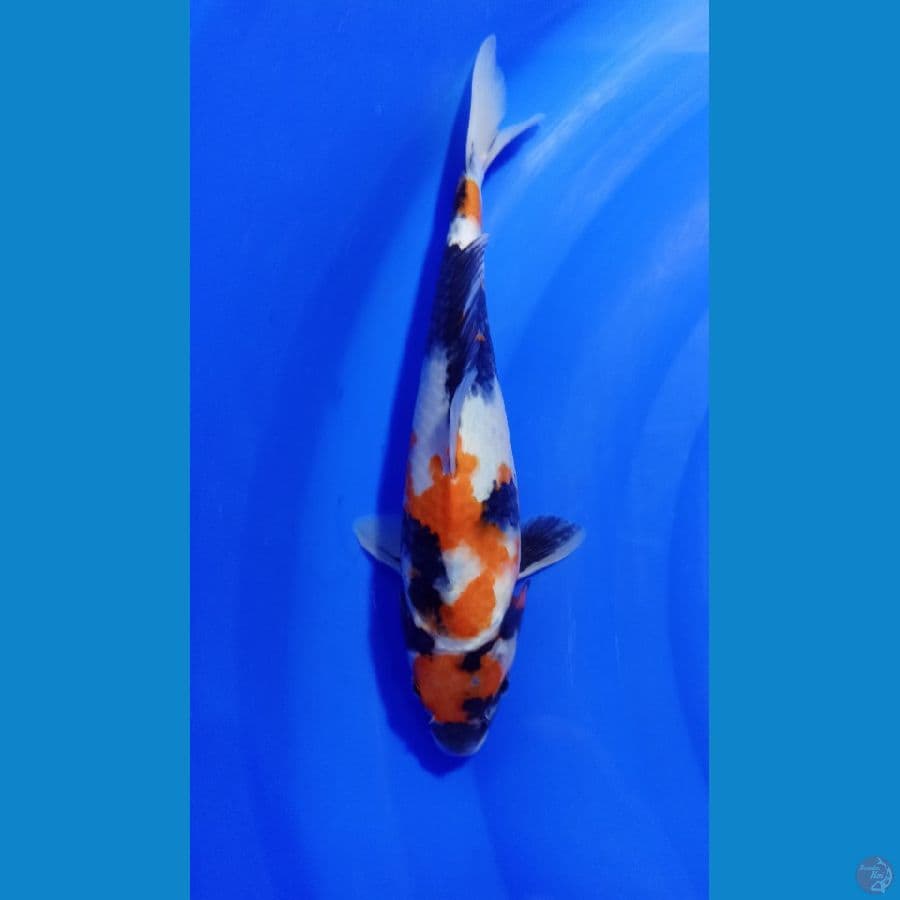 MARUTEN SHOWA 26 CM