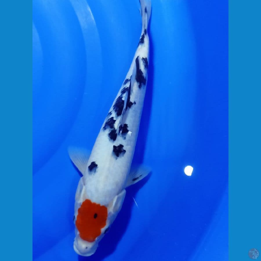 TANCO SANKE 32 CM
