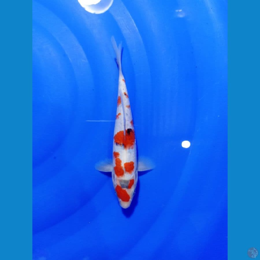 SANKE 20 CM