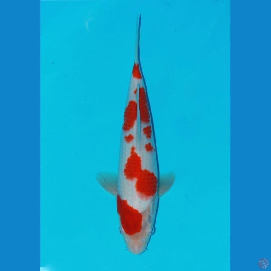 kohaku SQ merah strong 30cm