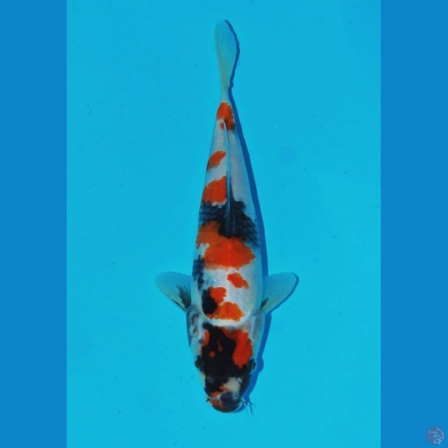 showa maruten 24cm