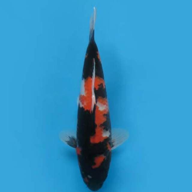 30cm Female Tosai - Showa Jet Black