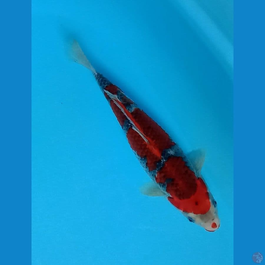 Red Goshiki