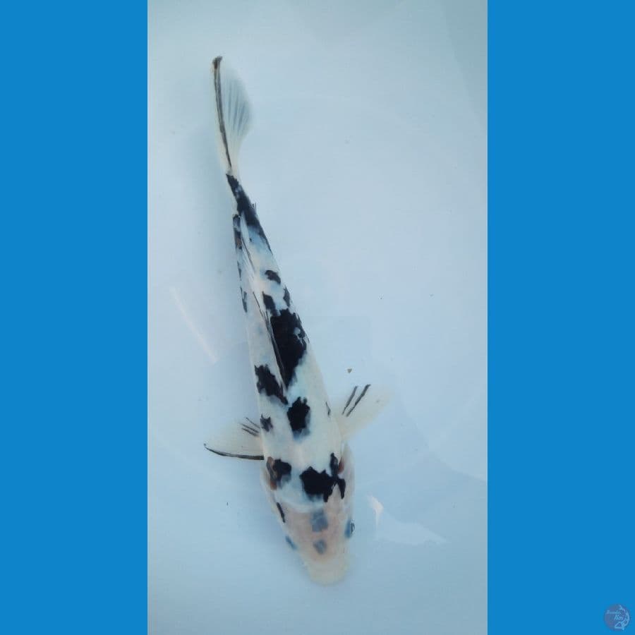 Shiro Putih salju