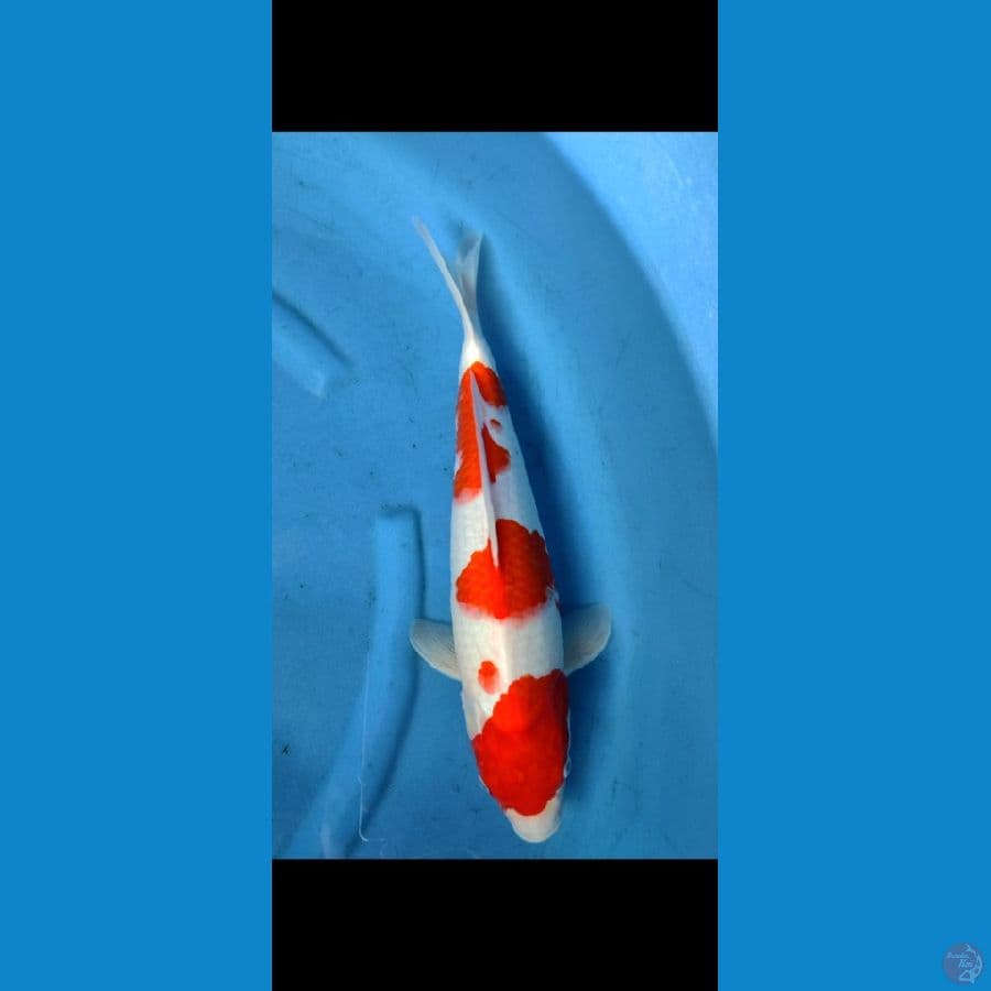 kohaku skin halus,, 45 cm original