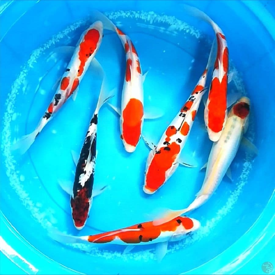 mix A 25-30cm