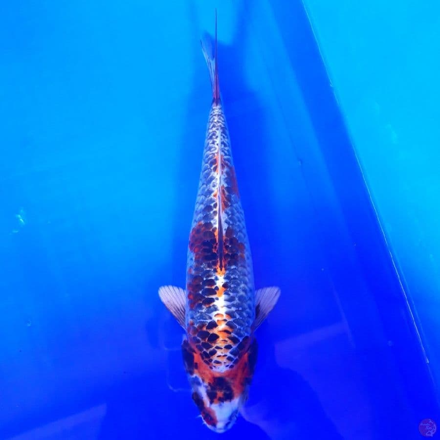Beni Gingga Mulus 24cm