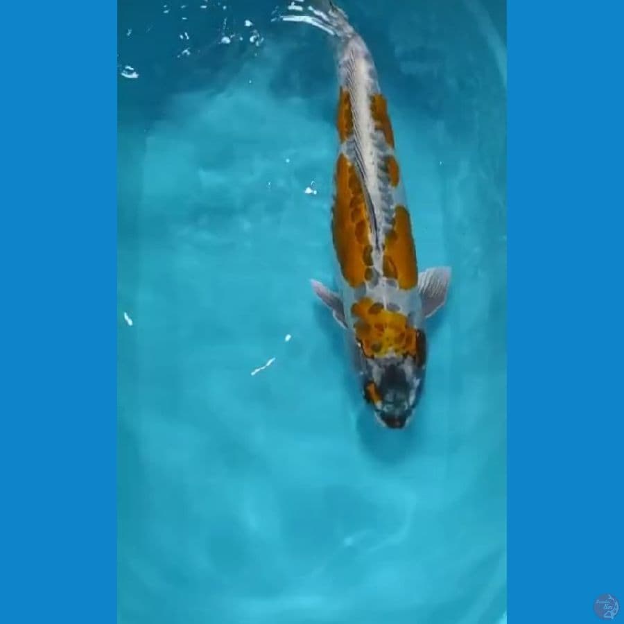 kiko