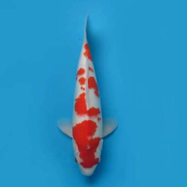 38cm Female Tosai - F1 Kohaku Prospek