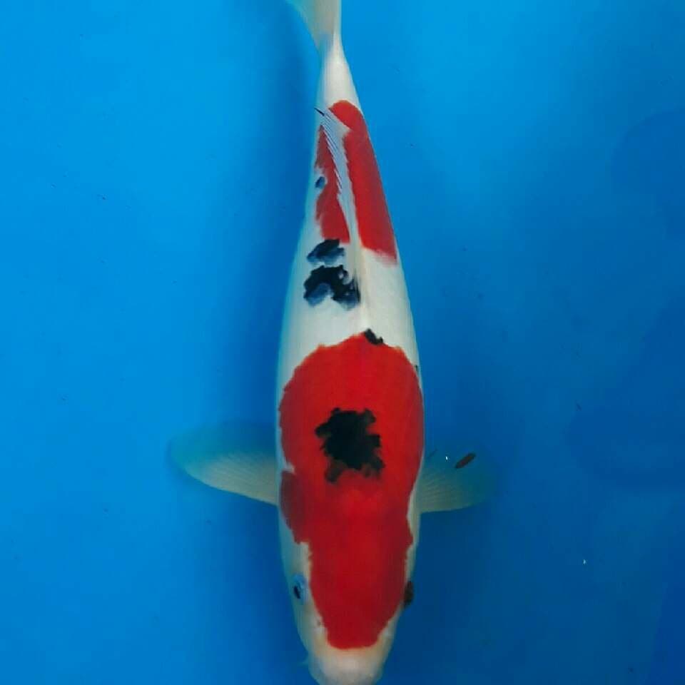 Sanke super red
