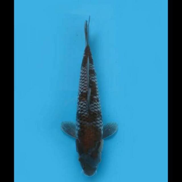 37cm Female Tosai - Ochiba F1