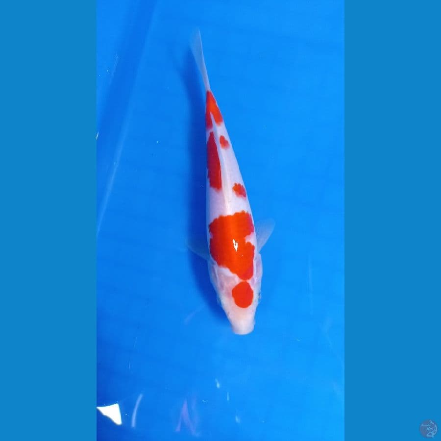 orikintil maritin 16 cm