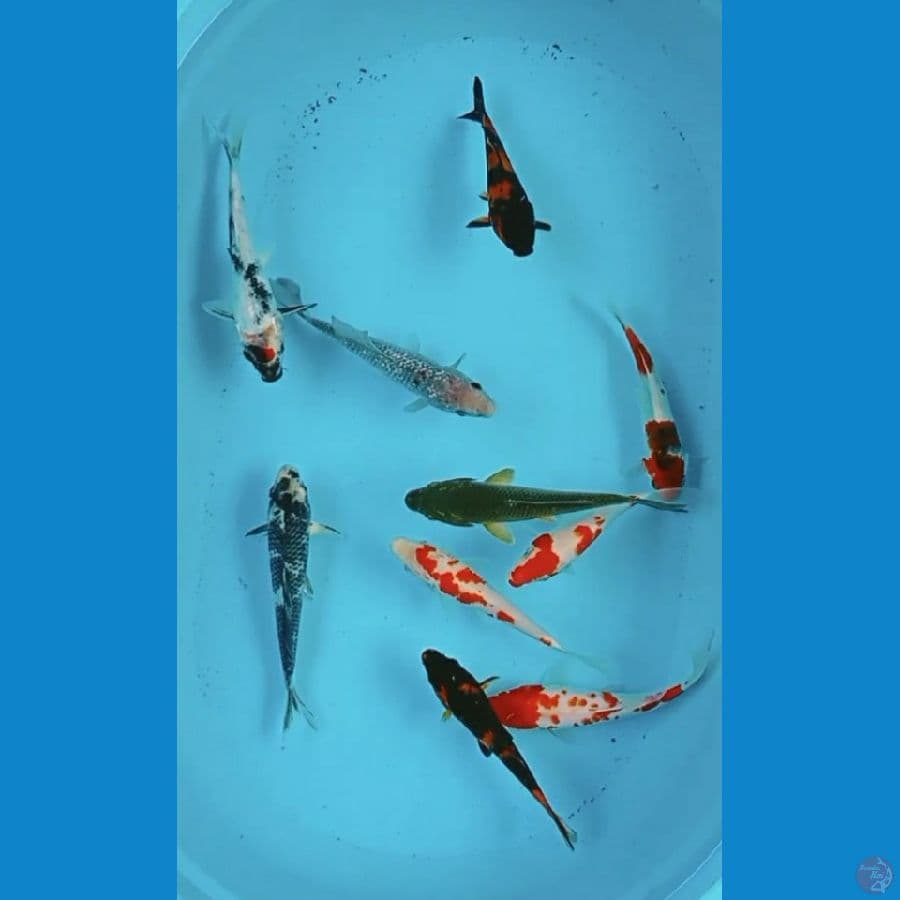 Mix 17-22 cm