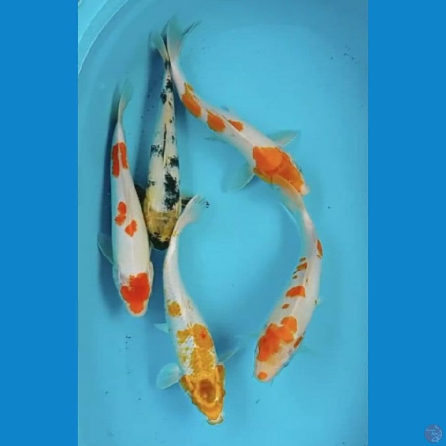 Mix 31-32 cm