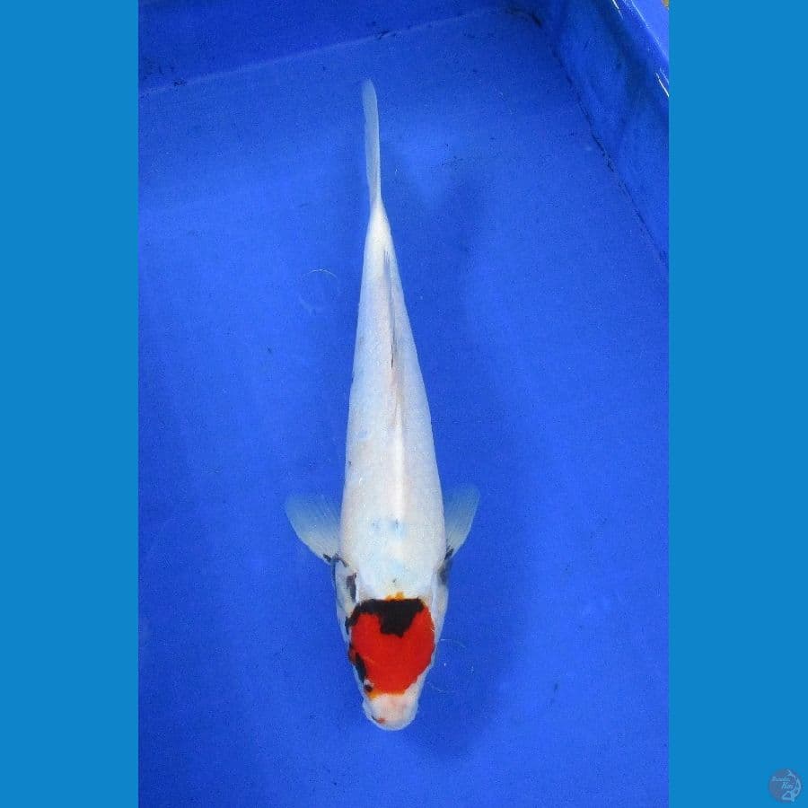 tancho showa ±34cm