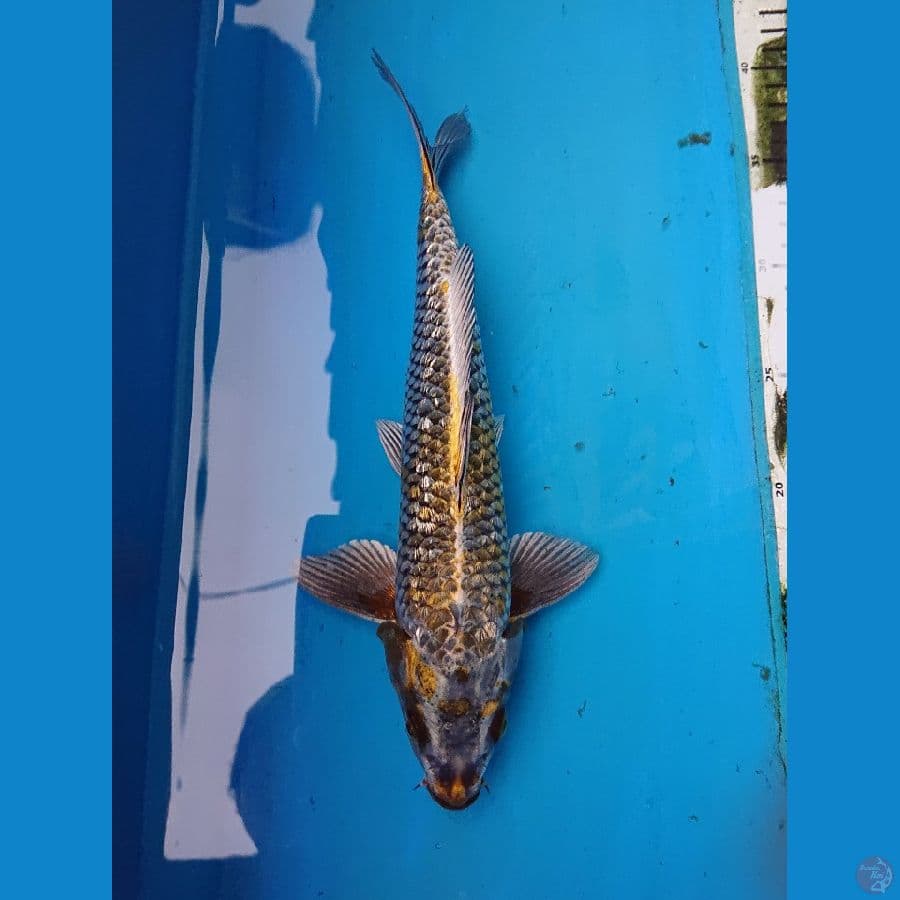 GINRIN ANTIk 29 cm