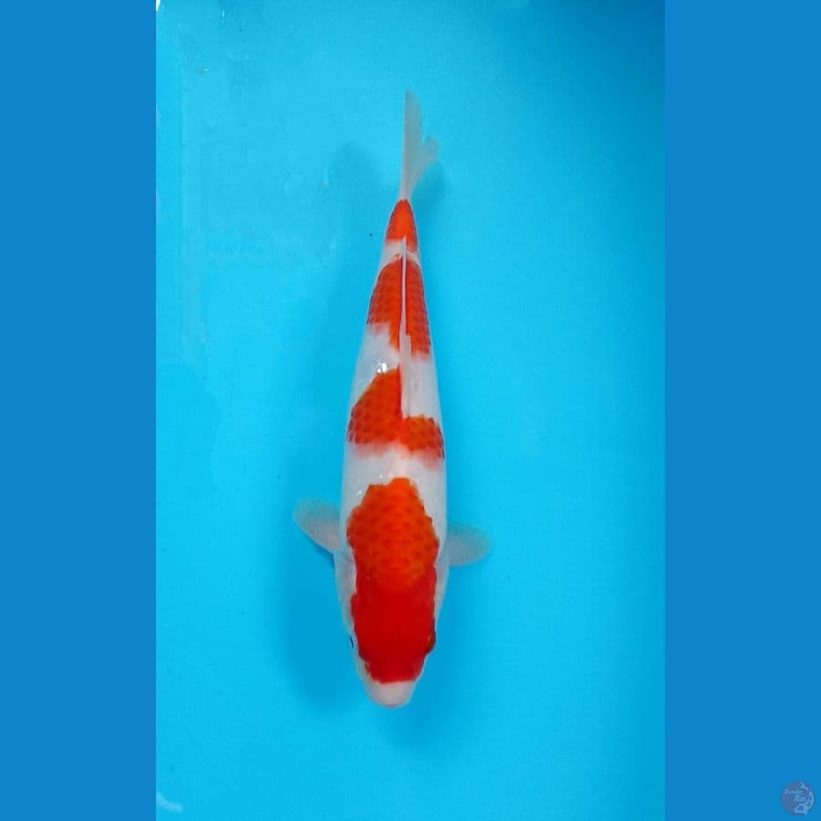 kohaku 28cm