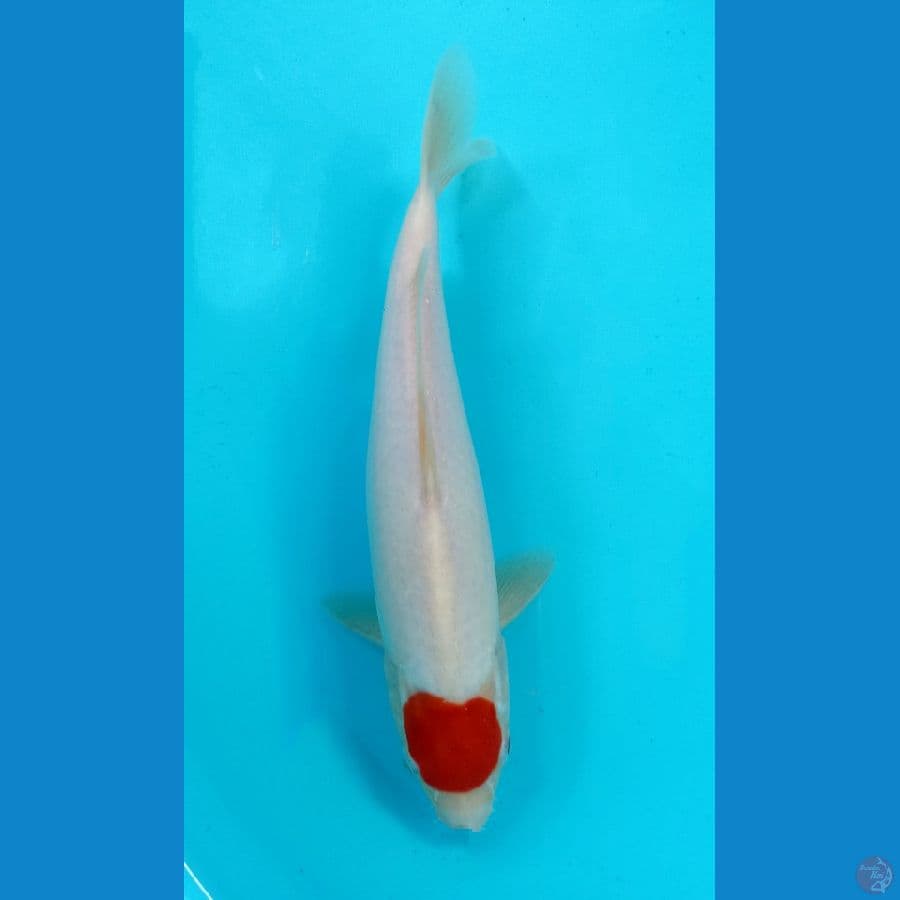 tancho kohaku 26cm