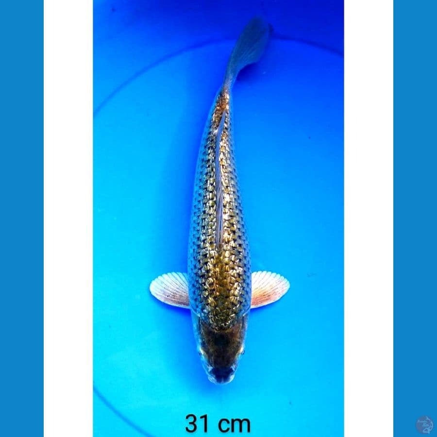 Midori ginrin punuk 31 cm