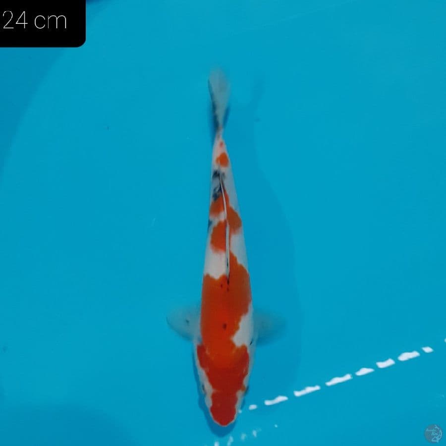Sanke 24cm
