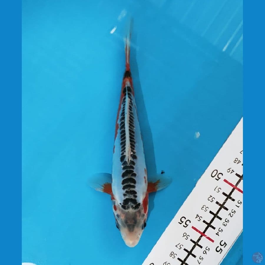 hana shusui 20cm