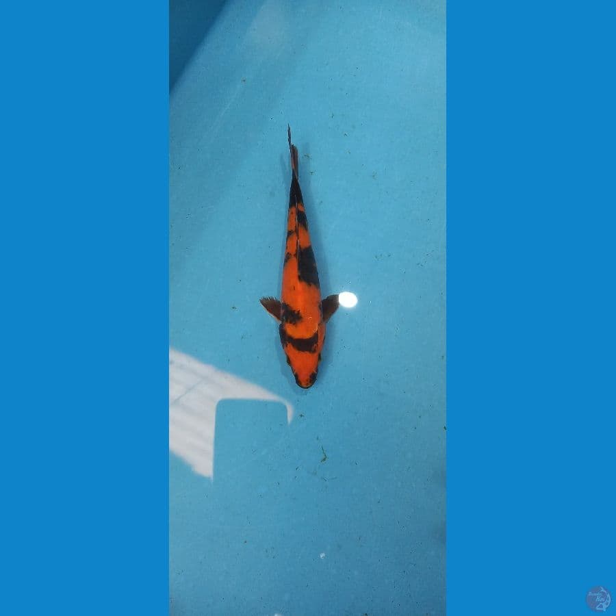 Hq hiutsuri tembus perut